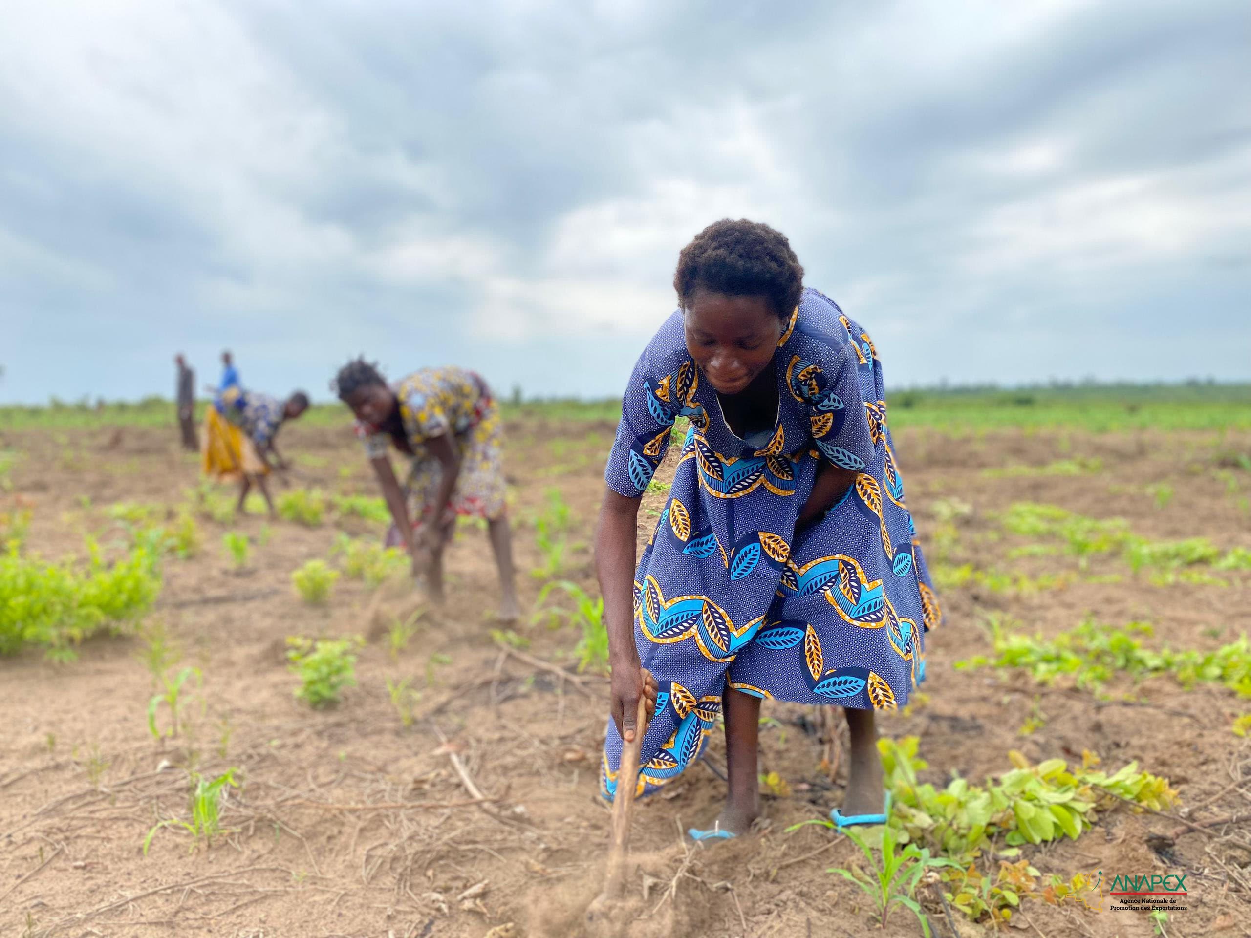 A Demba au Kasaï Central, la délégation de l’ANAPEX découvre les richesses agricoles