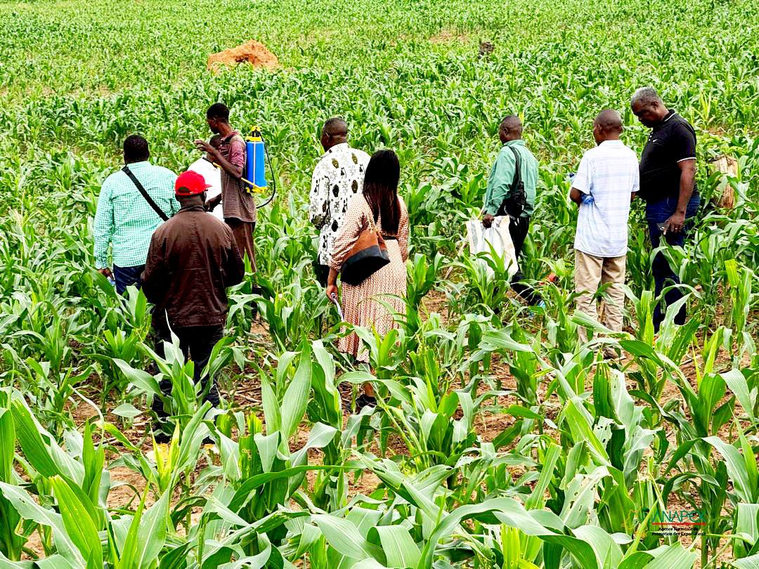 𝙆𝙖𝙨𝙖𝙞̈ 𝘾𝙚𝙣𝙩𝙧𝙖𝙡 : 𝙡’𝘼𝙉𝘼𝙋𝙀𝙓 𝙨𝙚𝙣𝙨𝙞𝙗𝙞𝙡𝙞𝙨𝙚 à 𝙡𝙖 𝙙𝙞𝙫𝙚𝙧𝙨𝙞𝙛𝙞𝙘𝙖𝙩𝙞𝙤𝙣 𝙙𝙚𝙨 𝙚𝙭𝙥𝙤𝙧𝙩𝙖𝙩𝙞𝙤𝙣𝙨