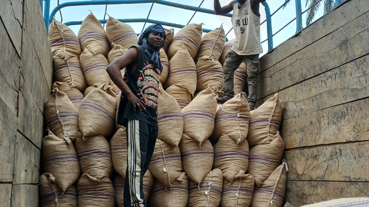 Tshela : l’ANAPEX diagnostique les blocages de la filière cacao et tente d’apaiser les tensions entre les acteurs
