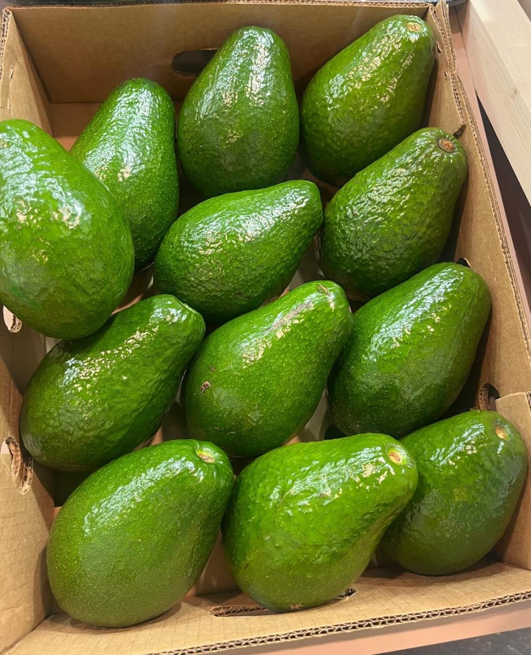 L’ANAPEX à Madrid pour consolider le marché d’exportation des avocats vers l’Union Européenne